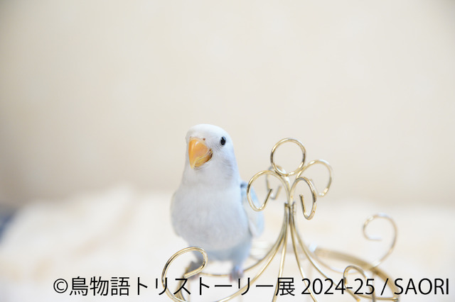 鳥物語トリストーリー展 2024-25