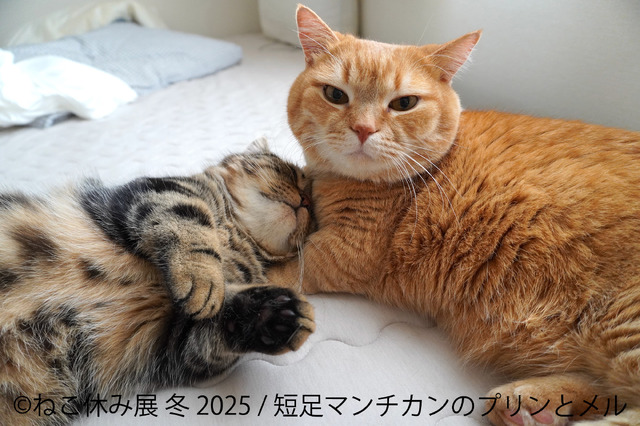 ねこ休み展 冬 2025