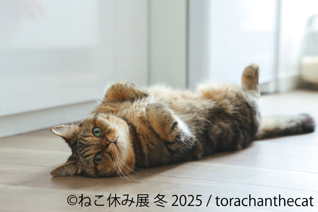 ねこ休み展 冬 2025