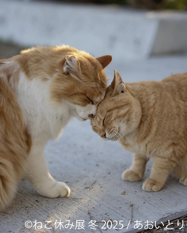 ねこ休み展 冬 2025