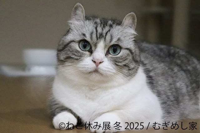 ねこ休み展 冬 2025