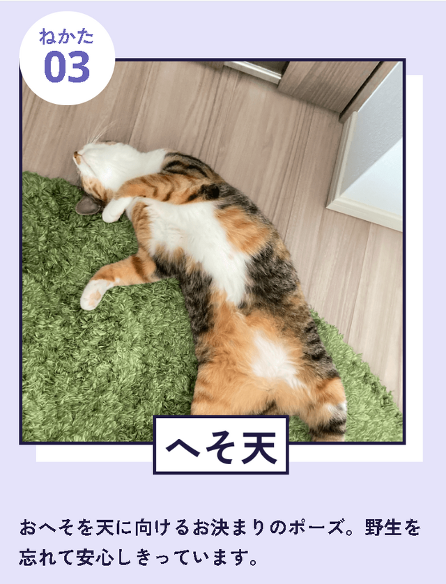 「『ねこのねかた』22選」