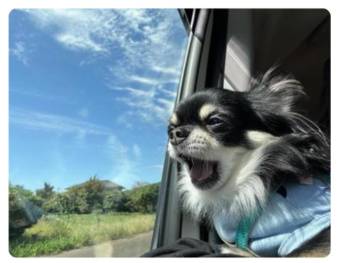 愛犬と車でお出かけ