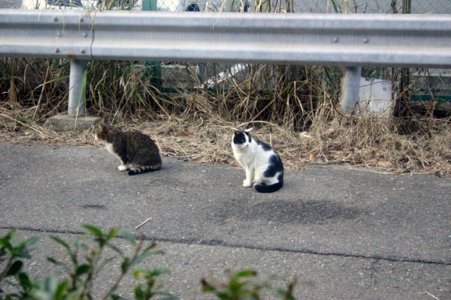 じつはねこがたくさんいる江の島