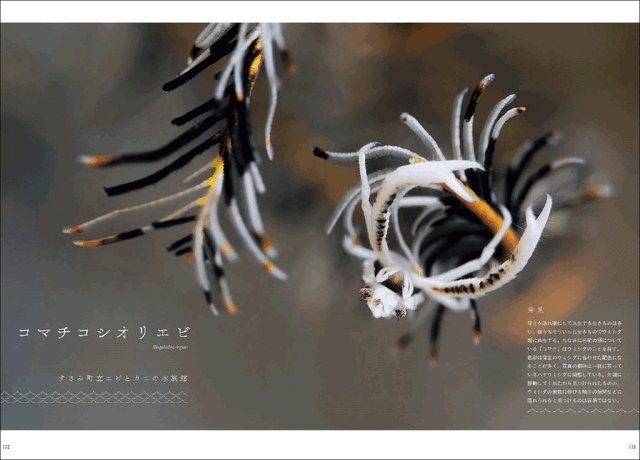 『水族館の美しい生きものたち －Aquarium Gradation－』株式会社KADOKAWA