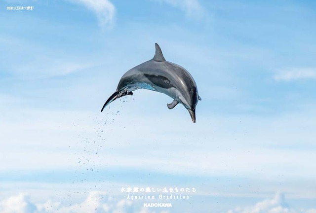 『水族館の美しい生きものたち －Aquarium Gradation－』株式会社KADOKAWA