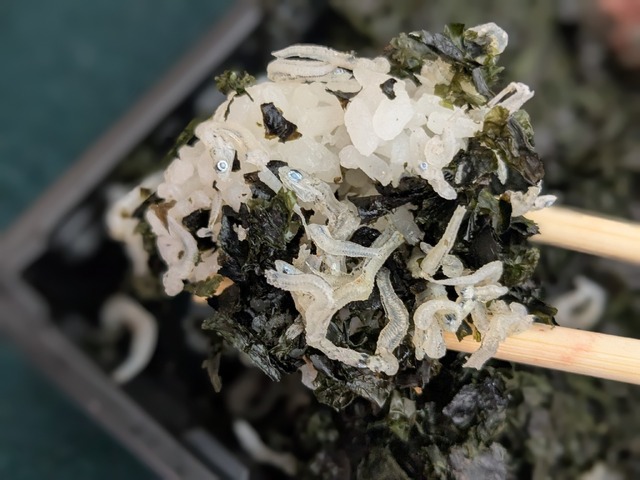 山本山のにほんばし海苔弁当＠撮影　渡邉