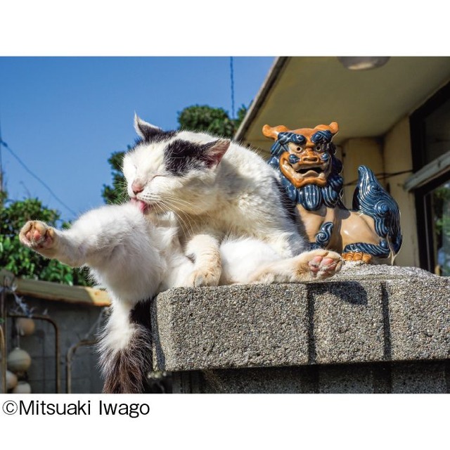 （C）Mitsuaki Iwago