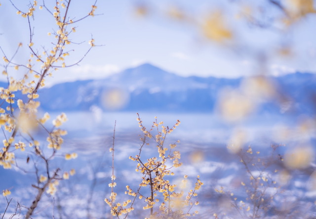 長瀞宝登山臘梅園