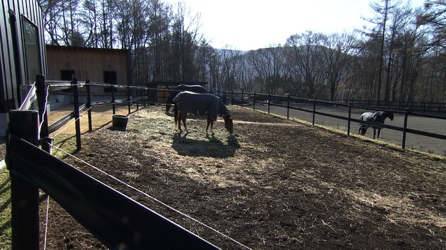 敷地内に３頭の馬©MBS