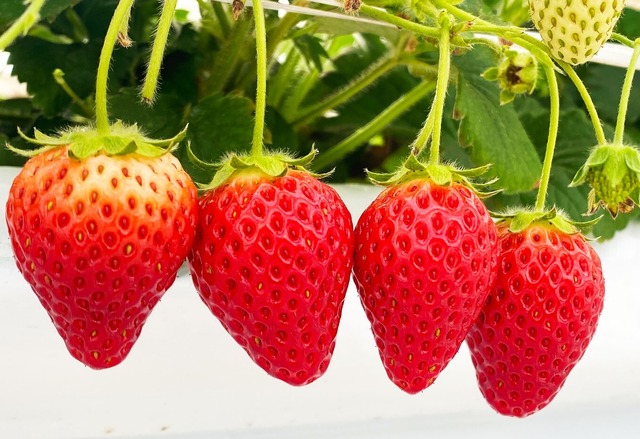 JAL AGRIPORT共催『いちご狩り体験』　参加費： 300円(現金のみ)