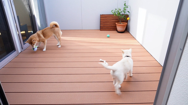 ドッグランとしても使うインナーバルコニー©MBS