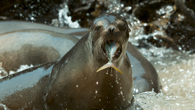 大量のサバが打ち上がると、砂浜は熱狂に包まれる（C）NHK
