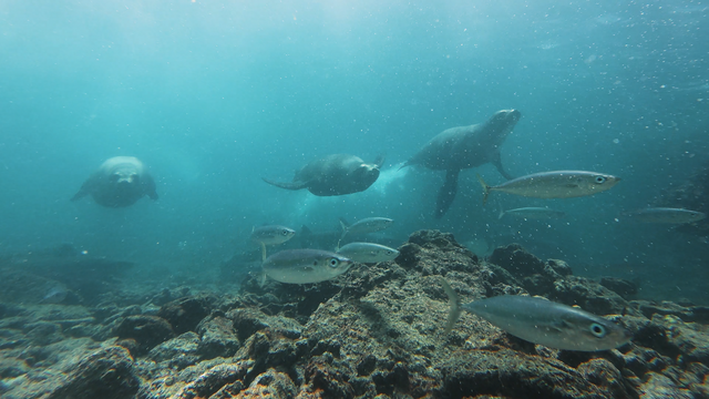 ④最近発見されたばかりの、集団でサバを追い込むアシカの狩りのワザ（C）NHK