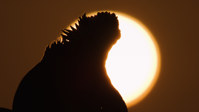 夕日とウミイグアナ[進化の島を巡る 新たな旅へ]（C）NHK