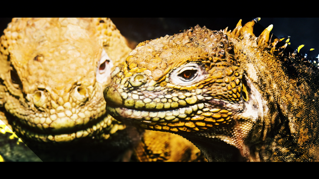 イグアナ2S[まるで恐竜！進化の実験場 ガラパゴス]（C）NHK