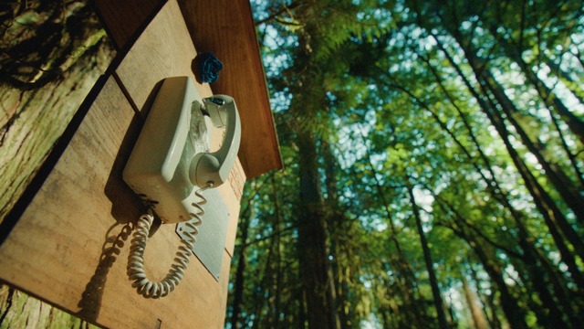 海外の森の中に置かれた風の電話『それからの、風の電話』（C）NHK