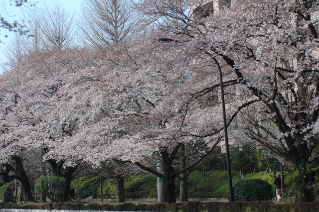 桜に一番自信を持ってる県は？ 画像