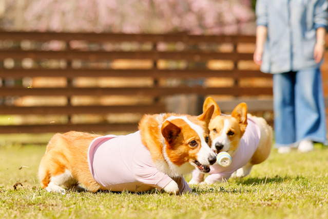 日光グランピング、愛犬同伴無料キャンペーン実施！霧降高原牛BBQも楽しめる 画像
