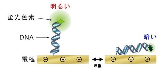 富士通、DNAを用いた革新的なバイオセンサー技術を開発 画像