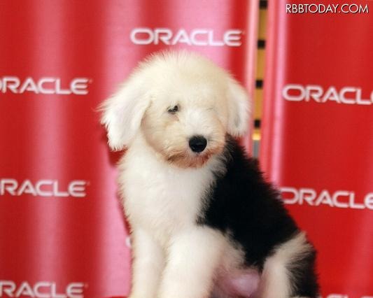 日本オラクルの“社員犬”「キャンディ」がFacebookを開設 画像