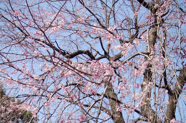 【スマホアプリ身勝手レビュー Vol.3】春だ！花見だ！アプリの花も咲く!? 画像