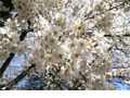 桜はまだかいな!?　日本気象協会が2007年開花予想と花見情報を発信 画像