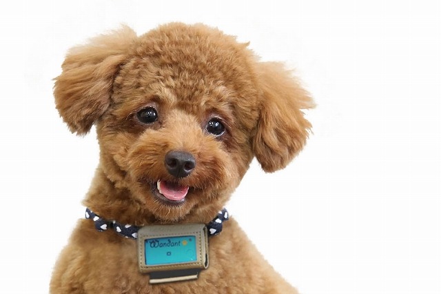 富士通、動作推定技術を用いた愛犬歩数計「わんダント」発表……クラウド型でサービス提供 画像