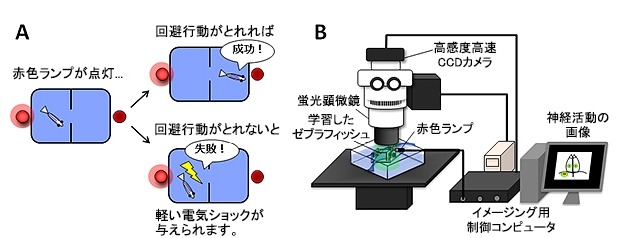 “魚の記憶力”を可視化、人の意思決定メカニズムを探る……理研 画像