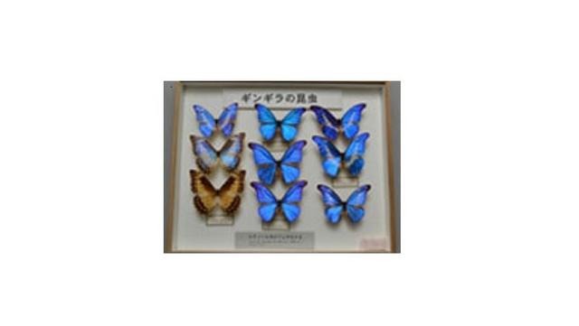 【夏休み】熱帯の生き物展　3つのコース 画像