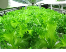 富士通、低カリウム野菜を栽培する国内最大規模の植物工場を運用開始……クリーンルームを転用 画像