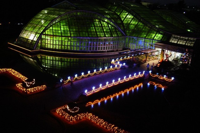 京都府立植物園、イルミネーションで夜間開放 画像