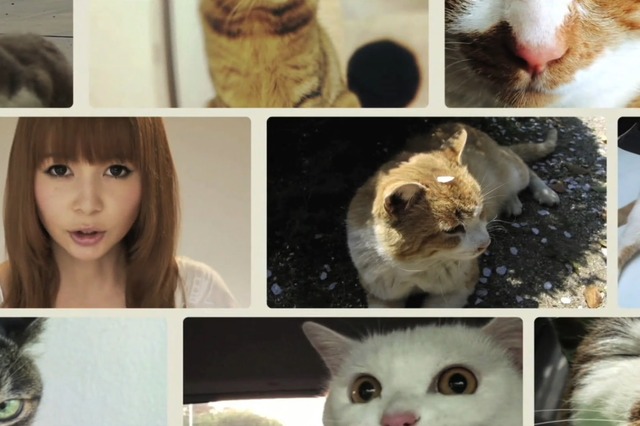 しょこたんも猫メイクで出演！　“世界一、猫が登場するミュージックビデオ”公開 画像