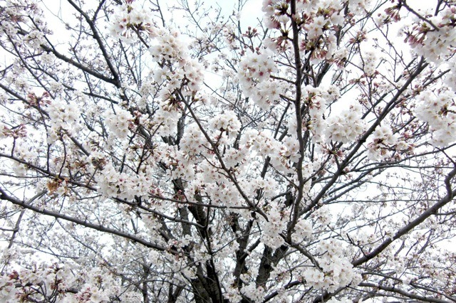 桜の開花はどうやって予想する？　どの木に何輪咲いたら開花なの？ 画像