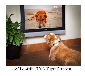 人ではなく“犬が観る”専門チャンネル!「ひかりTV」で6月スタート 画像