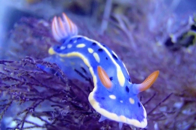 海の宝石「ウミウシ展」……今日から生体展示 画像