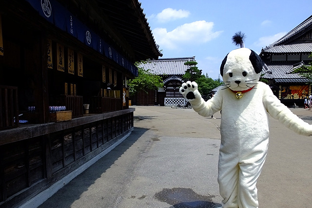 日光江戸村の「ニャンまげ」、さらに猫らしく自分らしく!? 画像