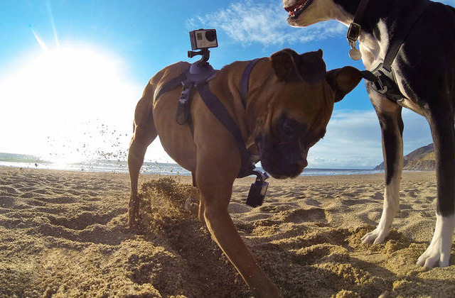 犬の視点で撮影！GoPro、初のペット向けアクセサリー「Fetch」発売 画像