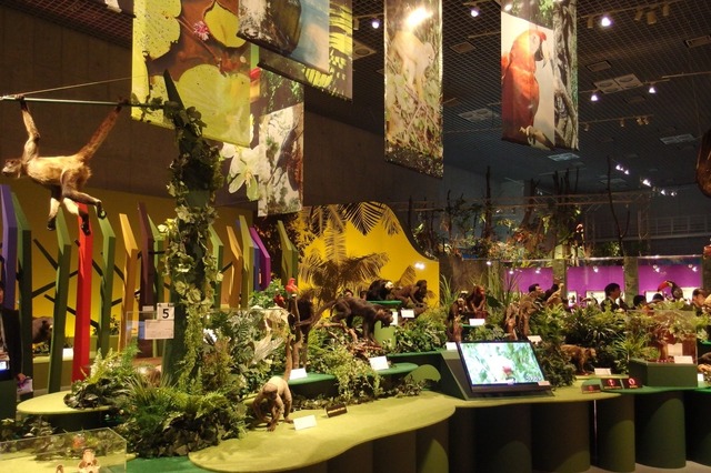国立科学博物館で「大アマゾン展」開催　今日から 画像