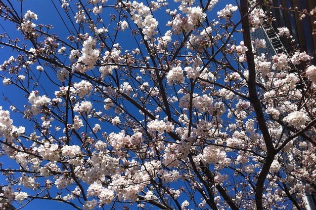 鹿児島で桜が開花……気象台発表 画像