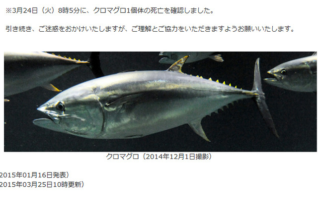 謎の大量死続くマグロ、最後の1匹に……葛西臨海水族園 画像