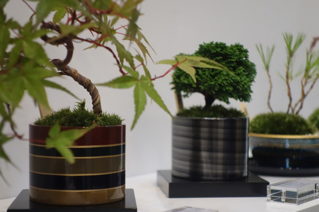 【DESIGN TOKYO】盆栽と越前漆器がコラボすると…… 画像