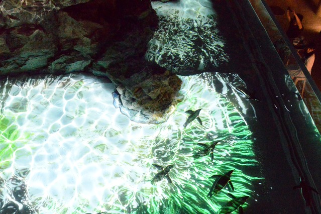 幻想的な“水中花火”を実現、「ペンギン花火」が開催 画像