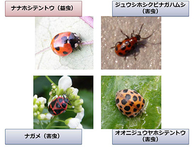 画像認識技術で害虫を瞬時に識別する……農業従事者向けに技術研究を開始 画像