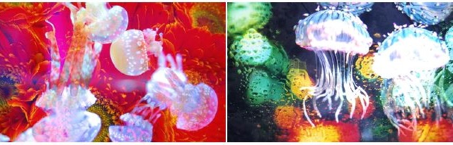 クラゲが東京の街を浮遊する……蜷川実花×すみだ水族館 画像
