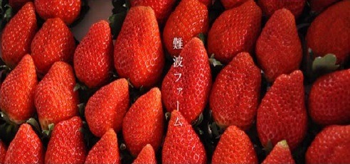 IT×農業×地方創生！ 岡山「こっそり農遠」から新イチゴ誕生 画像