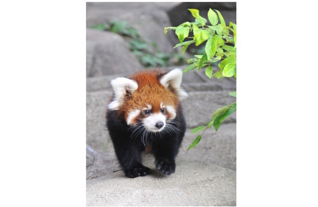 かわいすぎるレッサーパンダの赤ちゃん「ティアラ」公開 画像