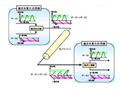 KDDI研究所、光OFDMを利用した100Gbps信号の長距離伝送実験に成功 画像