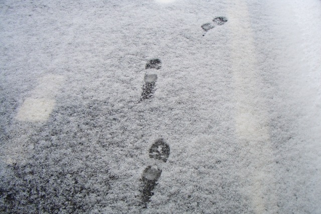 東京で初雪を観測! 画像