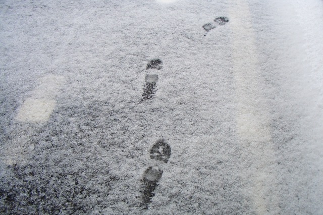 東京で初雪を観測！ 画像